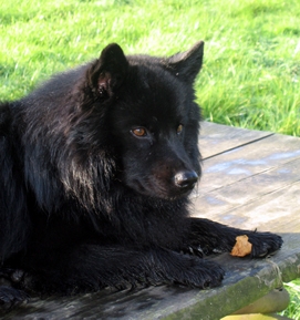 Schwedischer Lapphund Tiappo